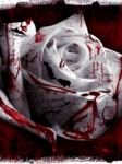 pic for bloody rose